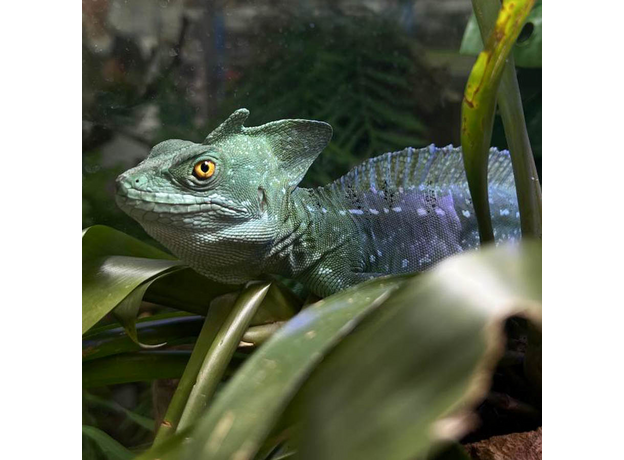 Василиск шлемоносный самец XL